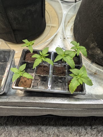 Photo Haze Primavera