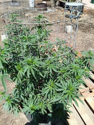 first 4 — flower, day 22