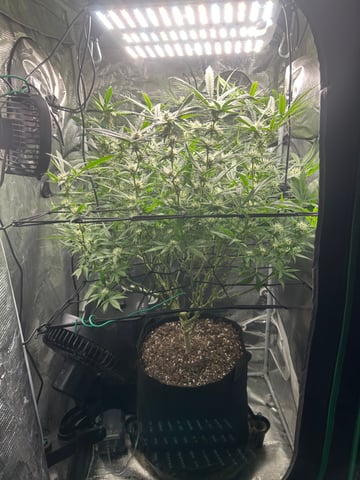 2nd Run — flower, day 115