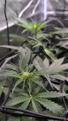 Grow 1 — flower, day 50