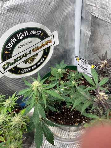 Mephistos Auto  — auto, day 42