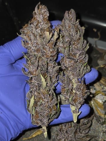 second grow — harvest, day 75