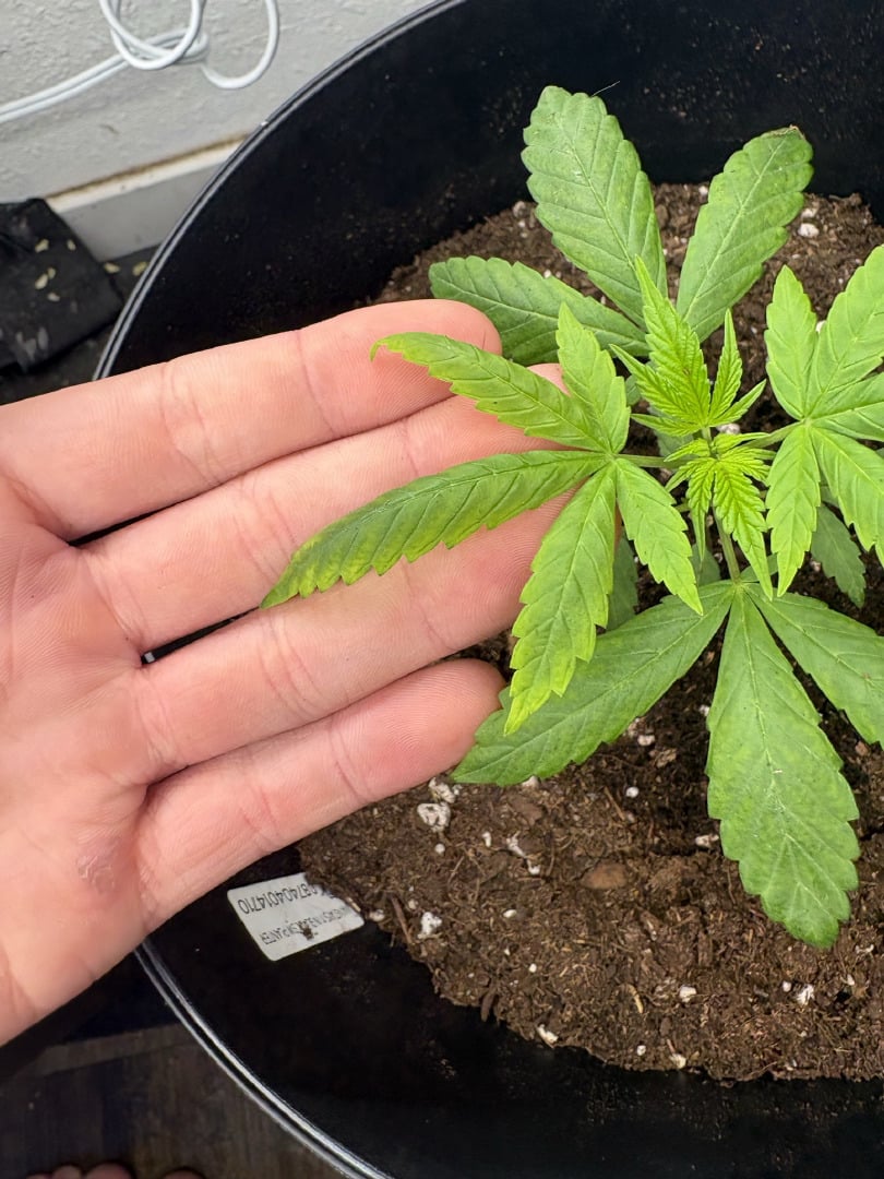 July plants of 26