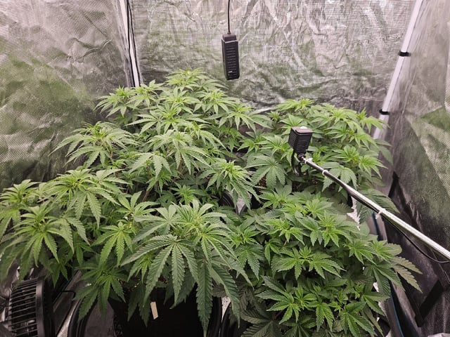 Scary Berries — vegetative, day 47