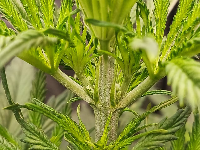 2nd Grow 2026  — vegetative, day 37