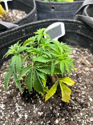 winter 25-26 — vegetative, day 20