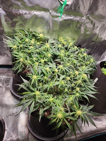Autoflower grow. my first grow  — flower, day 44