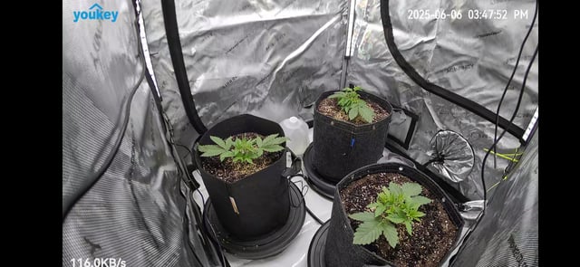 Purple Haze  — vegetative, day 12