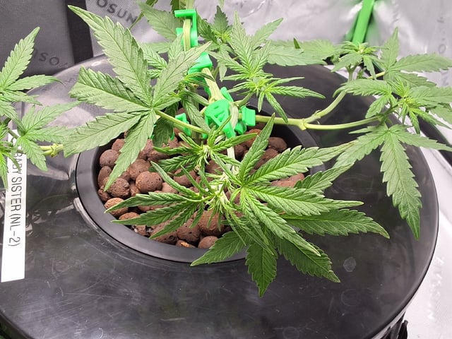 BABY SISTER — vegetative, day 40