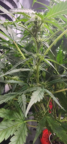 El Chemi Kiwi autoflower  — flower, day 51