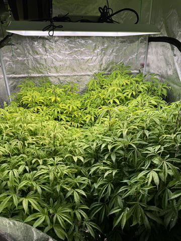 5x5 — flower, day 20