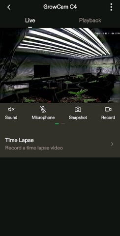 3rd Auto Grow — vegetative, day 36