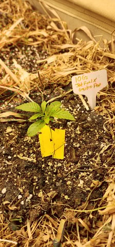 10G's — seedling_rooting, day 10