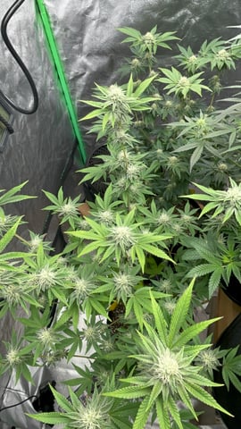 CB (Fem Photo) — flower, day 53