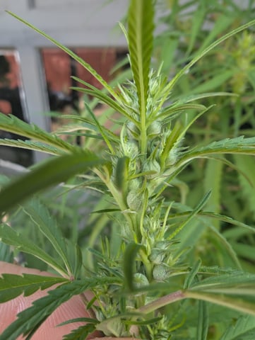 outdoor — flower, day 133