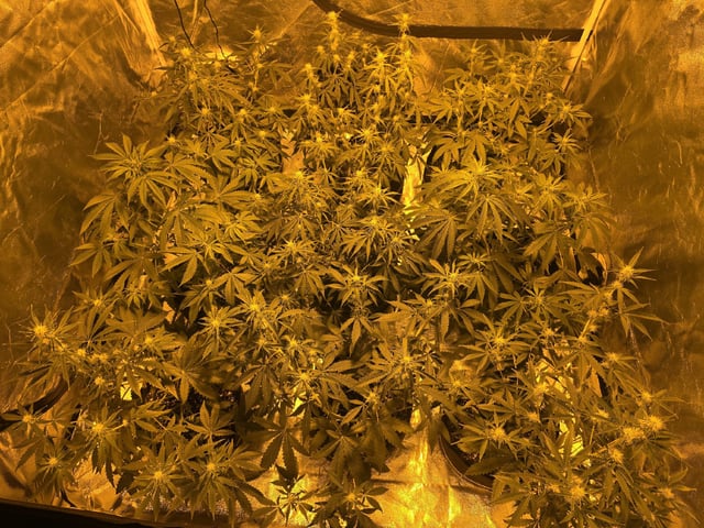 3rd Auto Grow — flower, day 62