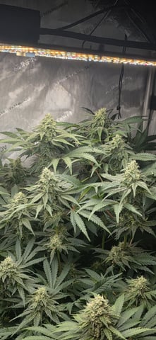 Maple Nectar  — flower, day 76