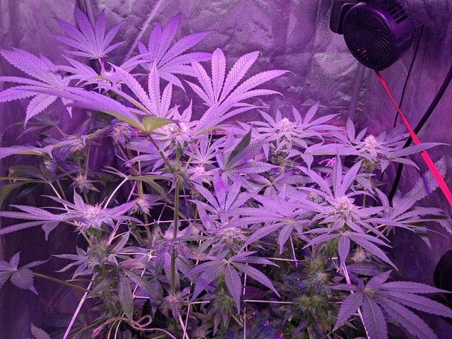 II — flower, day 70