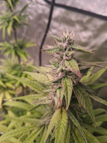 Panama Red Regular Jamaican Landraces