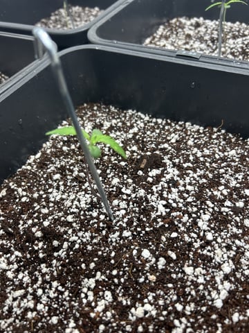 Northern Lights Auto x 4 — vegetative, day 5