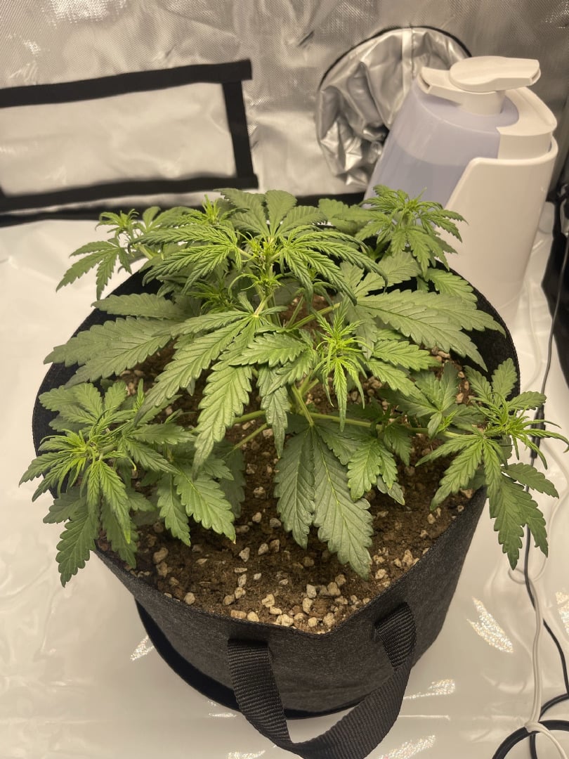3x3 Grow