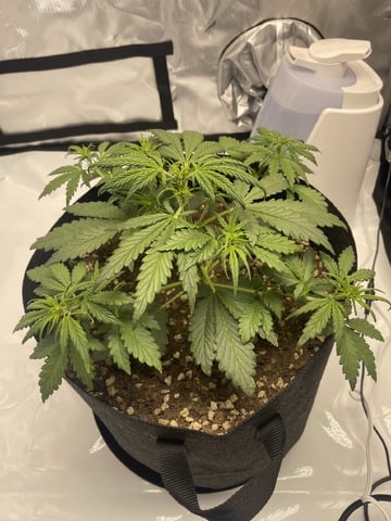 3x3 Grow — flower, day 1