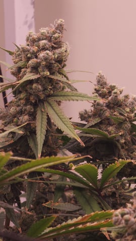 DNA Genetics Kosher Cookies rockwool run round 2 — flower, day 106