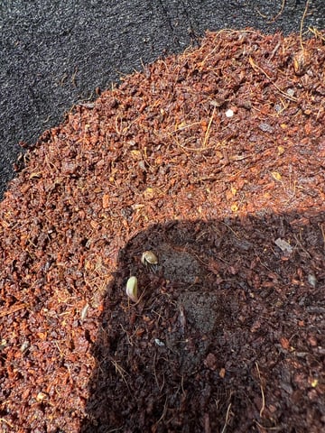 Mary and Jane — germination, day 1