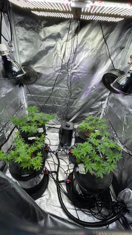 1st Ever Grow (Fat Bastard)(RDWC)  — vegetative, day 72