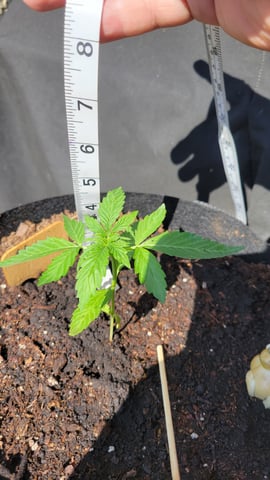 Next attempt  — vegetative, day 3