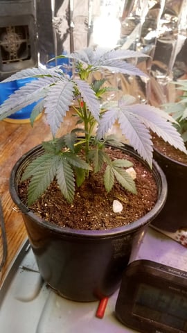 Jack hearer/Jack the ripper? — vegetative, day 52