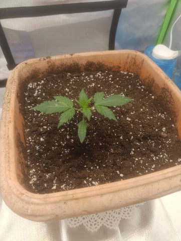 Purple Amnesia Autoflower — vegetative, day 13