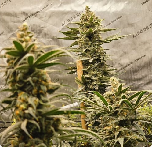 Dwc & Soil Run.  — flower, day 101