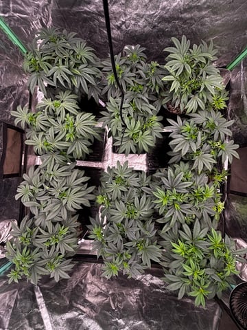 Pink Passion Fruit — vegetative, day 44