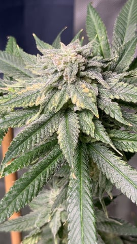 Current Grow — flower, day 27