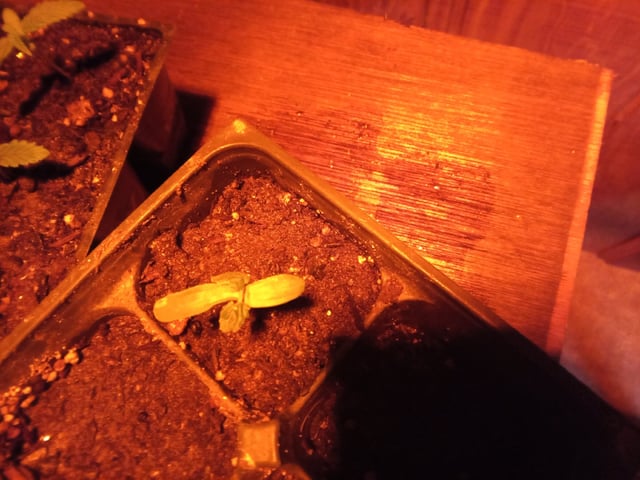 Grow 2026 — vegetative, day 16