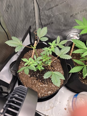 Durban Poison — vegetative, day 46