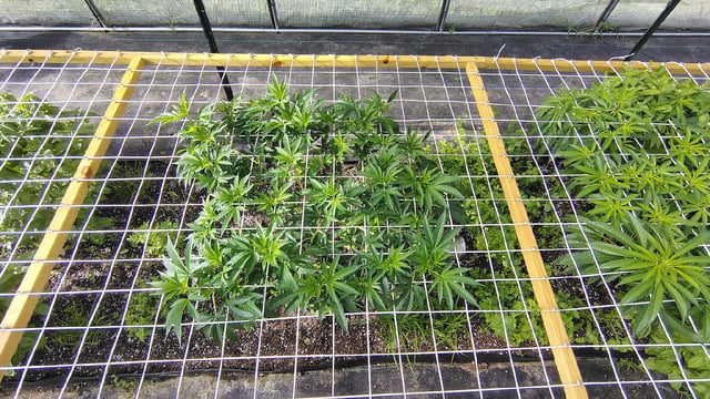 Outdoor 2026 — vegetative, day 20