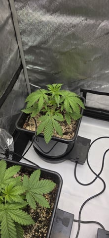 Maple Nectar  — vegetative, day 24