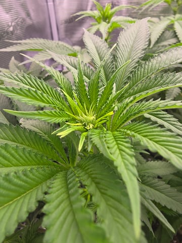 Northern lights #10 (Alaska) — flower, day 47