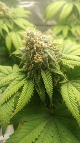 Critical Purple Kush