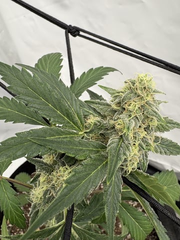 My First Grow