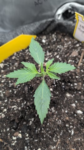 memphisto 3 bears OG, ethos high note r1 — seedling_rooting, day 12