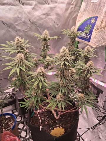 fruity pebbles, cap junky — flower, day 93