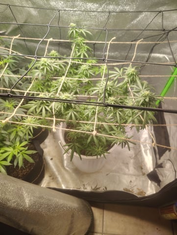 3 in flower — flower, day 1