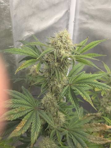 Autoflower NIGHT OWL — flower, day 16