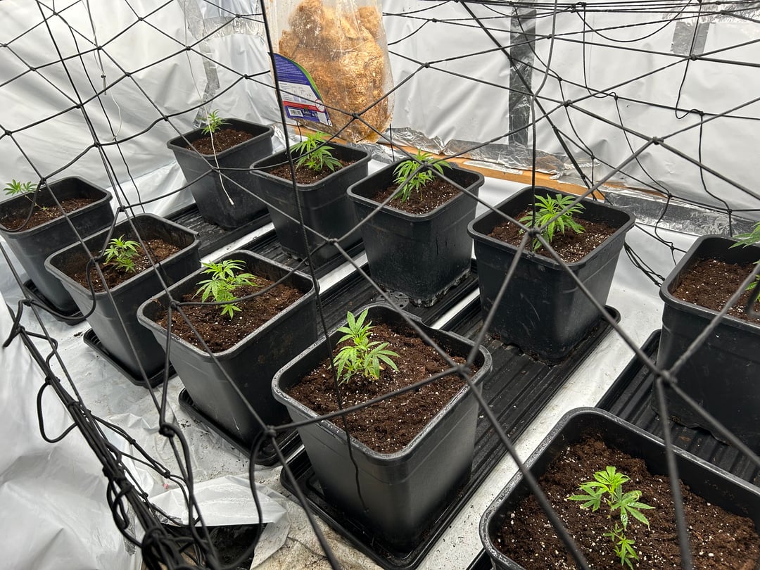 zunami s1 grounded genetics 