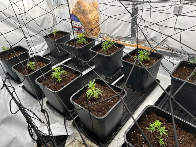 zunami s1 grounded genetics  — vegetative, day 1