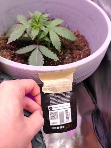 Indoor 1 — vegetative, day 1