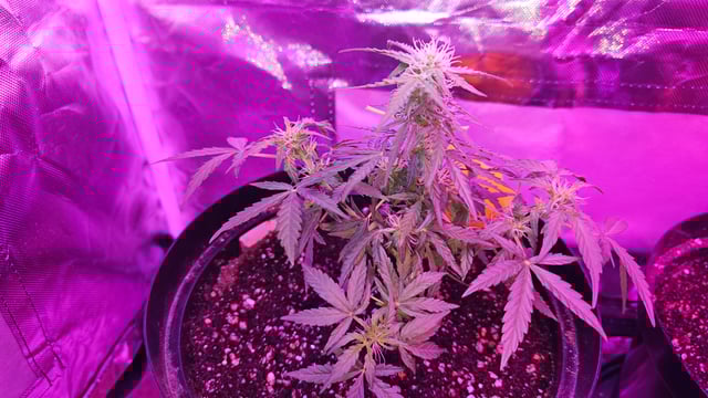 first grow adventure  — vegetative, day 40